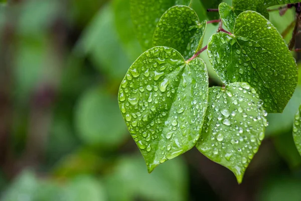 Green tree leaves on a blurred nature background.