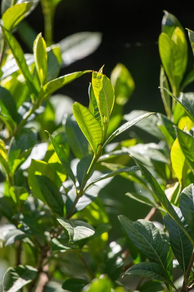 Kısmen görülebilen yapraklı yeşil bir bitki. Yaprak yeşil ve üzerinde kahverengi bir leke var.