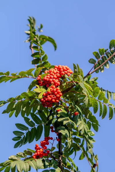 Üzerinde kırmızı böğürtlen olan bir ağaç. Ağaç yeşil ve gökyüzü mavi.