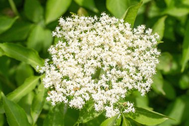 Yeşil yapraklı beyaz bir çiçek. Çiçek beyazdır ve bir sürü taç yaprağı vardır.