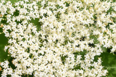 Beyaz çiçek tarlasına yakın çekim. Çiçekler küçük ve beyazdır ve tarlanın dört bir yanına dağılmışlardır. Tarla yemyeşil ve yemyeşil, ve çiçekler tamamen çiçek açmış.