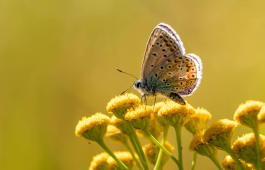 Sarı bir çiçeğin üzerinde bir kelebek oturuyor. Kelebek mavi ve siyahtır. Çiçek sarıdır ve bir sürü taç yaprağı vardır.