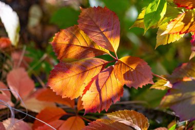 Kırmızı saplı bir yaprak yeşil arka planın önündedir. Yaprak bir ağacın gölgesinde ve güneş ışığı onun üzerinde parlıyor.