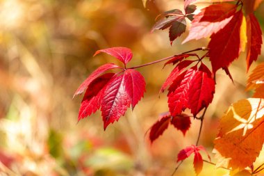Kırmızı yaprakları ve sarı yaprakları olan yapraklı bir dal. Kırmızı yapraklar en göze çarpanlarıdır.