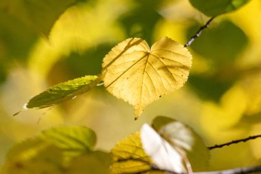 Sarı renkli bir ağaçta bir yaprak gösterilir. Yaprak görüntünün merkezindedir ve diğer yapraklarla çevrilidir. Sahne huzurlu ve huzurlu, yapraklar tamamen çiçek açmış gibi.