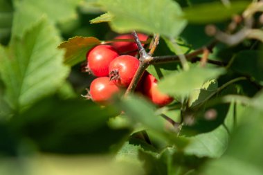 Ağaç dalında kırmızı böğürtlen kümesi. Meyveler küçük ve yuvarlaktır ve yeşil yapraklarla çevrilidir. Tazelik ve bolluk kavramı. Meyveler olgunlaşmış ve toplanmaya hazır.
