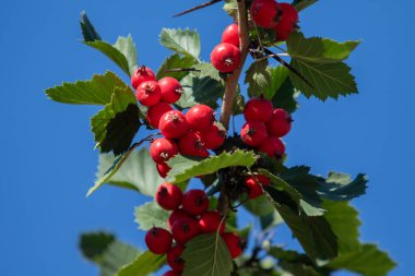 Üzerinde kırmızı meyveler olan bir ağaç. Böğürtlenler küçük ve kümelenmiş. Ağaç yeşil yapraklarla çevrilidir. Gökyüzü mavi ve berrak