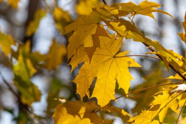 Önplanda sarı yapraklı bir ağaç var. Yapraklar parlak ve canlı, sıcaklık ve enerji hissi yaratıyor. Görüntü, yaprakların ağaçtan düşmesiyle sonbahar havası veriyor.