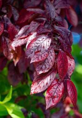 Bright green spring blooming nature of flowers and trees.