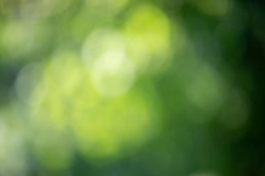 Bulanık yeşil bir arka plan ve birkaç yeşil daire. Daireler bulanık ve örtüşüyor. Yoğun ve hareketli bir sahne izlenimi veriyor.