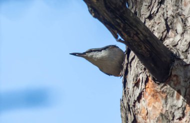 Küçük bir kuş bir ağaç dalına tünemiştir. Kuş gökyüzüne doğru bakıyor. Gökyüzü açık ve mavi
