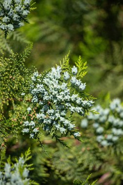 Bright green spring blooming nature of flowers and trees.