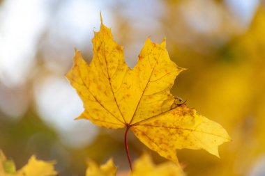 Arka planda bulanık, sarımsı turuncu bir renk olan bir yaprak yakın planda gösterilir. Yaprak, görüntünün ana odak noktasıdır ve bir akçaağaç yaprağıdır.