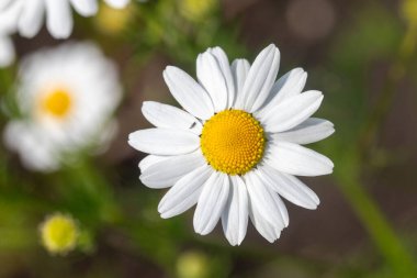 Sarı merkezli beyaz bir çiçeğin yakın çekimi. Çiçek yeşil yapraklarla çevrilidir ve görüntünün ana odak noktasıdır.