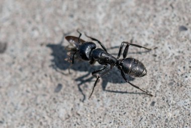 Siyah bir karınca gri bir yüzeyde yürüyor. Karınca küçük ve siyah renktedir. Yerde yürüyor ve düz bir çizgide ilerliyor.