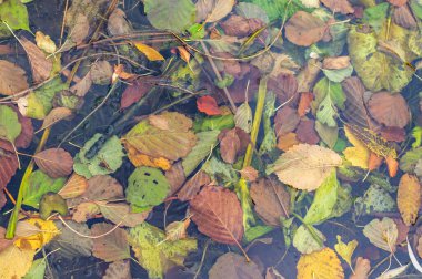 Yüzeyinde yapraklar yüzen bir gölet. Yapraklar yeşil, sarı ve kahverengi olmak üzere farklı renklerdedir. Su bulanık görünüyor ve yapraklar havuzun her tarafına dağılmış.