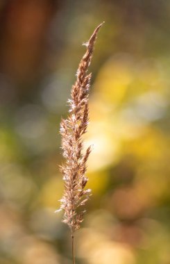 Üzerinde birkaç yaprak olan kuru, kahverengi bir ot sapı. Görüntü kasvetli ve melankolik.