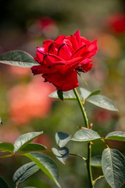 beautiful garden roses in the park in the open space