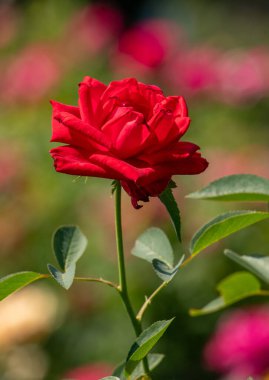beautiful garden roses in the park in the open space