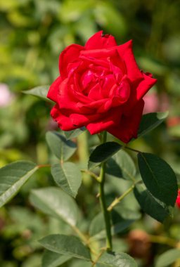 beautiful garden roses in the park in the open space
