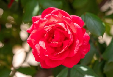 Görüntünün odak noktası kırmızı bir güldür. Gül yeşil yapraklarla çevrilidir, bu da sahneye renk ve kontrastı ekler.