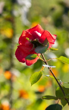 Resmin ana odak noktası kırmızı bir güldür. Yaprakları açıktır ve kameraya bakar. Arkaplanda yeşil ve turuncu yaprakların karışımı var, canlı ve canlı bir atmosfer yaratıyor.