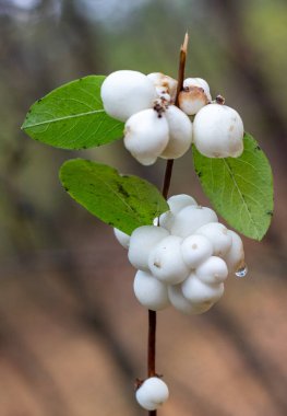 Bir dal üzerinde beyaz böğürtlen kümesi. Meyveler küçük ve yuvarlaktır ve yeşil yapraklarla çevrilidir. Beyaz böğürtlenler gibi huzurlu ve huzurlu bir görüntüye sahip.