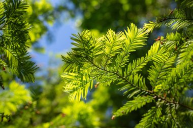 Green leaves against the blue sky under the sun. Summer forest landscape.