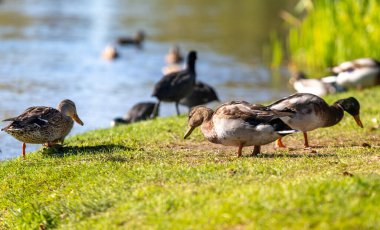 Bir grup ördek bir su kütlesinin yakınındaki çimenli bir alanda toplanıyor. Ördekler farklı boylarda ve renklerde ve birlikte vakit geçirmekten zevk alıyor gibiler.