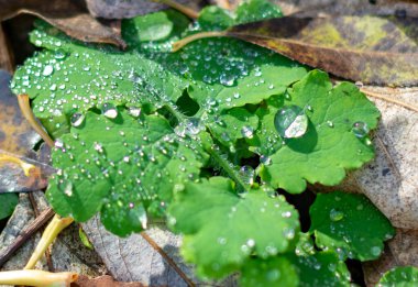 Üzerinde su damlacıkları olan bir yaprak. Yaprak yeşil ve üzerinde örümcek ağı var.
