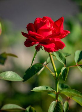 Rose flowers growing in nature close-up.