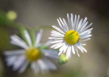 Sarı merkezli iki beyaz çiçek. Çiçekler tomurcuklandı ve kameraya bakıyorlar. Çiçekler canlı ve hayat dolu olduğu için, imgenin neşeli ve neşeli bir havası var.