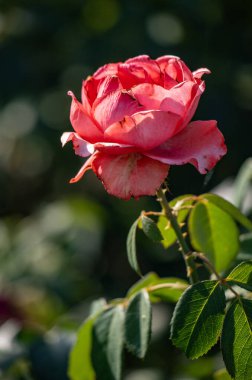 Rose flowers growing in nature close-up.