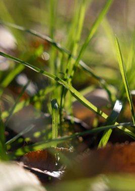 Yapraksı yeşil renkli çimenlerin yakın çekimi. Çimenler tarlada ve yapraklar yerde.