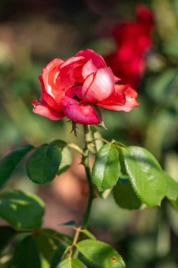 Rose flowers growing in nature close-up.