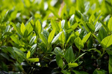 Islak yaprakları olan yemyeşil bir çalı. Yapraklar yeşil ve çalılar onlarla dolu.