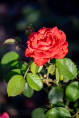 Rose flowers growing in nature close-up.