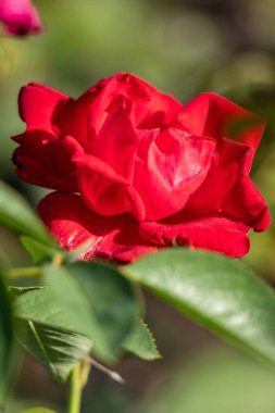 Rose flowers growing in nature close-up.