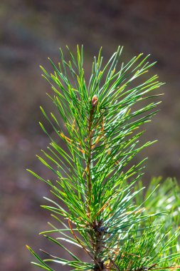 Kahverengi uçlu yeşil bir ağaç. Ağaç uzundur ve birçok dalları vardır.