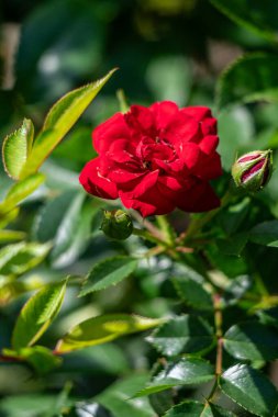 Rose flowers growing in nature close-up.