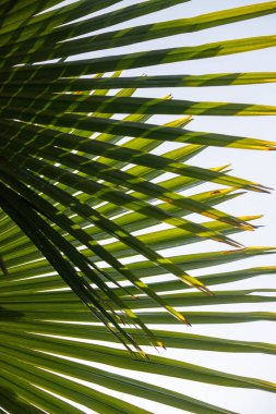 Yapraklı yeşil saplı yeşil bir palmiye ağacı. Yaprak çok uzun ve çok fazla damarı var.