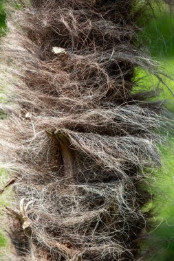 Üzerinde bir sürü saç olan bir ağaç. Saçları kahverengi ve tüylü. Ağaç yeşil bir alanda.