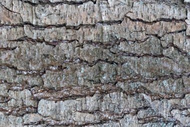 Bir ağacın kabuğu pürüzlüdür ve birçok sırtı vardır. Ağaç kabuğu kahverengi ve doğal bir dokusu var.