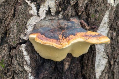 Bir ağaçta büyük, kahverengi ve bronz bir mantar yetişiyor. Mantar oldukça büyük ve kahverengi ve bronzlaşmış bir rengi var. Ağaca öyle bir bağlanmış ki, ağaçta büyüyormuş gibi görünüyor.