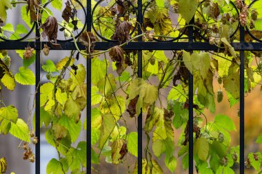 Üzüm ve yapraklarla kaplı bir çit. Yapraklar yeşil ve kahverengi.