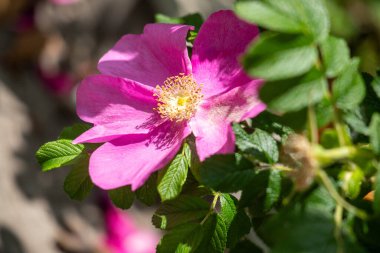 Yeşil saplı pembe bir çiçeğin yakın çekimi. Çiçek tamamen çiçeklenmiştir ve yeşil yapraklarla çevrilidir. Çiçek yeşil arkaplana karşı durdukça güzellik ve sükunet kavramı
