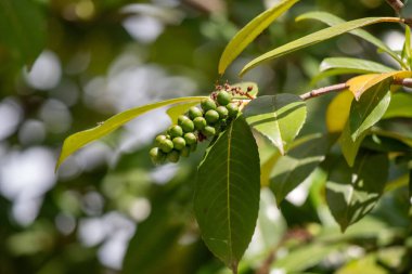 Yapraklı bir dalda yeşil böğürtlen kümesi. Böğürtlenler küçük ve yeşildir ve bir araya toplanmışlardır. Resmin huzurlu ve huzurlu bir havası var.