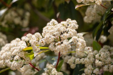 Yeşil yapraklı bir demet beyaz çiçek. Yapraklar yeşil ve çiçekler bir araya toplanmış.
