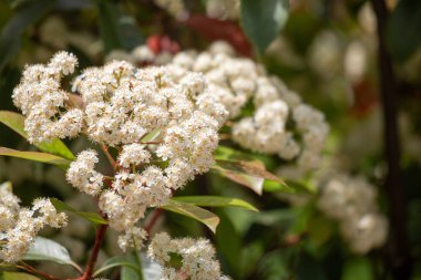 Yeşil yapraklı bir demet beyaz çiçek. Yapraklar yeşil ve çiçekler bir araya toplanmış.
