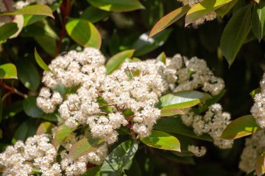Yeşil yapraklı bir demet beyaz çiçek. Çiçekler tamamen çiçeklenmiştir ve yeşil yapraklarla çevrilidir. Çiçekler tomurcuklanırken, resim huzurlu ve huzurlu bir ruh haline sahip.